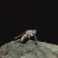 Macro shot of a typical housefly on a rocky surface Royalty Free Stock Photo