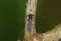 Macro shot of umbellifer longhorn beetle (phytoecia cylindrica)