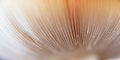 Macro shot of under a cap of a fly agaric mushroom. Royalty Free Stock Photo