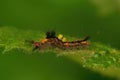 Macro shot of Vapourer Caterpillar of Rusty tussock moth on a green leaf against blurred background