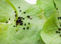 cluster of Aphids on Nasturtium leave Royalty Free Stock Photo