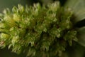 Macro shot of vegetation