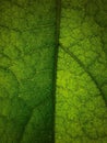 A macro shot of veins of a leaf Royalty Free Stock Photo