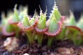 macro shot of venus flytraps teeth-like structures