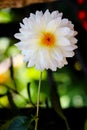 Vertical, single white dahlia flower and blur background