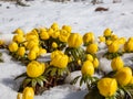 Cultivar of Winter aconite (Eranthis tubergenii) \'Guinea Gold\' surrounded and covered