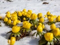 Early spring flowers - cultivar of Winter aconite (Eranthis tubergenii) \'Guinea Gold\' surrounded and covered