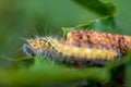 Macro shot of a vibrant yellow hairy caterpillar crawling on a green leaf with a blurry background Royalty Free Stock Photo