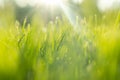 Macro shot view of green fresh summer lawn. Close up view beautiful fresh grass. Green grass pattern and texture. Green lawn Royalty Free Stock Photo