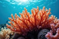Macro Shot of Vivid Coral Reef Royalty Free Stock Photo