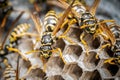 a close up of wasps on their nest, with their wasp eggs