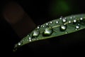 Macro shot of water dew drops over green leaf. Royalty Free Stock Photo