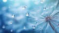 Macro shot water drop background on beautiful Dandelion seeds Royalty Free Stock Photo