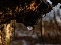 Macro shot of a water drop dripping from a tree trunk in sunlight in early spring. Melting snow dripping down tree Royalty Free Stock Photo