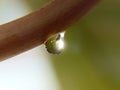 Macro shot of water drop over the green grass leaf , relaxation with water ripple drops concept Royalty Free Stock Photo