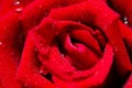 Macro Shot of water drop on Red Rose Royalty Free Stock Photo