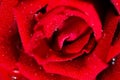 Macro Shot of water drop on Red Rose Royalty Free Stock Photo