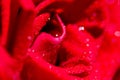 Macro Shot of water drop on Red Rose Royalty Free Stock Photo