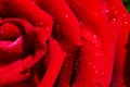 Macro Shot of water drop on Red Rose Royalty Free Stock Photo