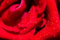 Macro Shot of water drop on Red Rose Royalty Free Stock Photo