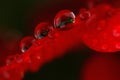 Macro shot of a water drop reflecting the vivid color of a rose Royalty Free Stock Photo