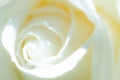 Macro Shot of water drop on white Rose Royalty Free Stock Photo