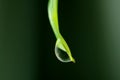 Macro Shot of Water Droplet Dripping from Bright Green Leaf Tip Royalty Free Stock Photo