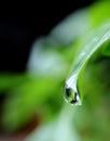 Macro Shot of Water Droplet Dripping from Green Leaf Tip Royalty Free Stock Photo