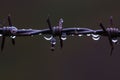 macro shot of water droplets on barbed wire after rain Royalty Free Stock Photo