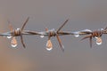 macro shot of water droplets on barbed wire after rain Royalty Free Stock Photo