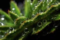 macro shot of water droplets on cactus spines