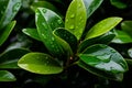 Macro shot of water droplets glistening on the fresh, verdant leaves of a plant under the sunlight Royalty Free Stock Photo