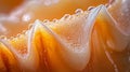 Macro shot of water droplets on a seashell surface
