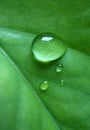 Macro shot of water droplets on the vibrant color green leaf Royalty Free Stock Photo