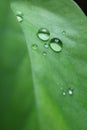 Macro shot of water droplets on the vibrant color green leaf, vertical photo Royalty Free Stock Photo