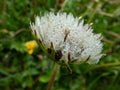 Water droplets in wet seeded dandelion plant head composed of wet, white pappus (parachute-like seeds) in the meadow Royalty Free Stock Photo