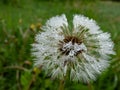 Water droplets in wet seeded dandelion plant head composed of wet, white pappus (parachute-like seeds) in the meadow Royalty Free Stock Photo