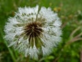 Macro shot of water droplets in wet seeded dandelion plant head composed of wet, white pappus (parachute-like seeds) Royalty Free Stock Photo