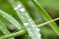 Macro shot of water drops at grass Royalty Free Stock Photo