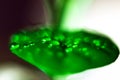 Macro shot of water drops on a green leaf. Abstract background. Royalty Free Stock Photo