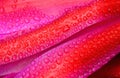 Macro shot of water drops on a pink and red flower leaves-good for a background Royalty Free Stock Photo