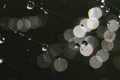 Macro shot of water drops on spider web on dark background Royalty Free Stock Photo