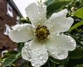 Macro shot of water drops on a white flower Royalty Free Stock Photo