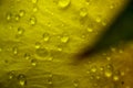Macro shot of waterdrops on the petal of a yellow flower. Royalty Free Stock Photo