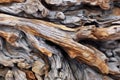 macro shot of weathered driftwood Royalty Free Stock Photo