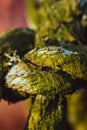 Macro shot of a weathered mossy rope knot