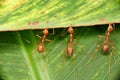 Macro shot of weaver ants pulling a green leaf