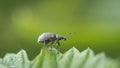 Macro Shot of a Weevil Beetle on a Leaf Royalty Free Stock Photo