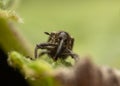 Macro Shot of Weevil on Leaf Royalty Free Stock Photo