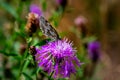 Macro shot of a Western Marbled White butterfly Melanargia galathea sitting on the pink blossom Royalty Free Stock Photo